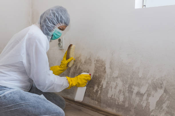 Professional Mold Removal in Olathe, CO