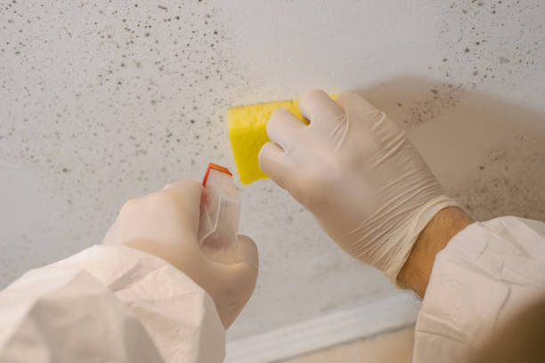 Mold Remediation for Vacation Homes in Olathe, CO
