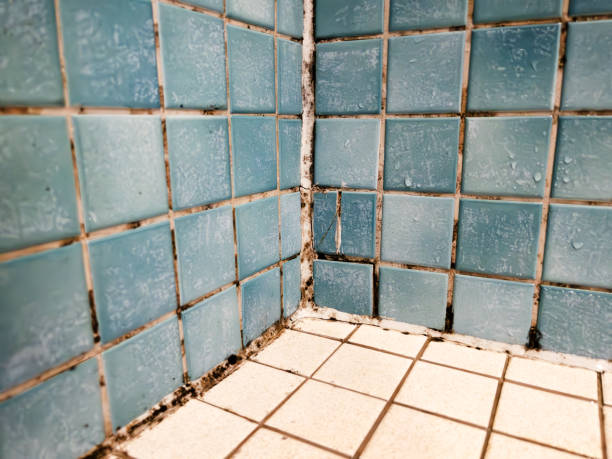 Environmental Consulting for Mold Prevention in Olathe, CO